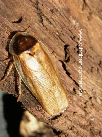 Blaptica dubia " GOLD " - 20 Stück mixed