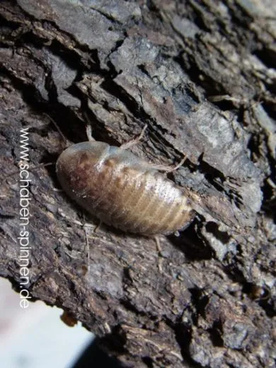 Blaptica dubia " GOLD " - 20 Stück mixed