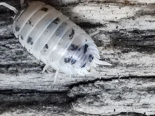 Porcellio laevis „Panda“ - 20 Stück