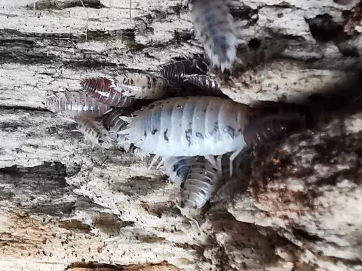 Porcellio laevis „Panda“ - 20 Stück