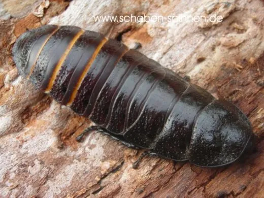 Gromphadorrhina portentosa " Black " - 100 Stück subadult/adult