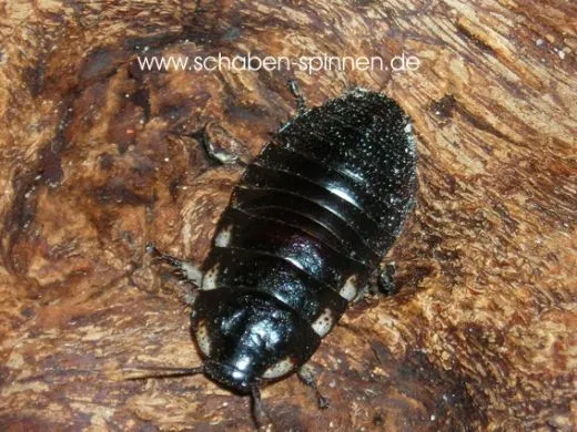 Gromphadorrhina portentosa " Black " - 100 Stück subadult/adult