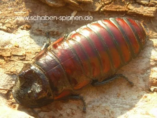 Gromphadorrhina oblongonata - 100 Stück subadult/adult
