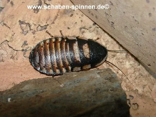 Elliptorhina chopardi - 1 Kg subadult/adult