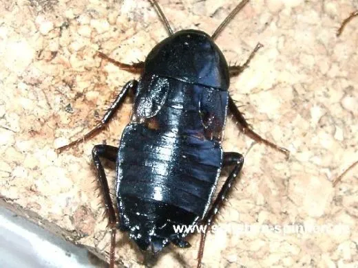 Blatta orientalis - ca. 40 Stück all size