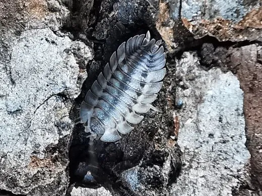 Porcellio Spatulatus "Coros" 10 Stück mix,