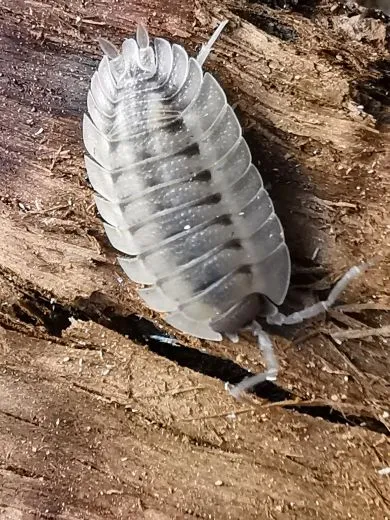 Porcellio Spatulatus "Coros" 10 Stück mix,