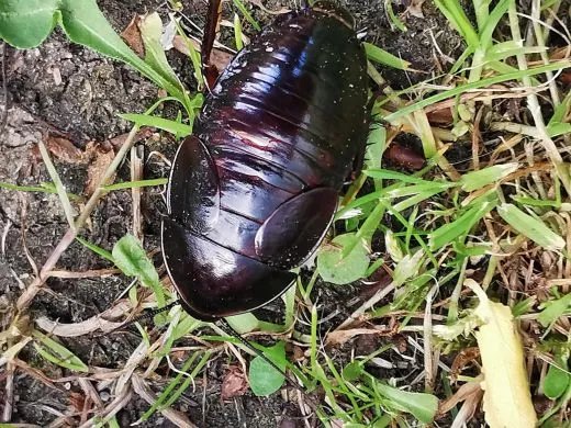 Minablatta sp. Marica