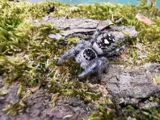 Phiddipus regius " Nord Florida" - 1. FH,