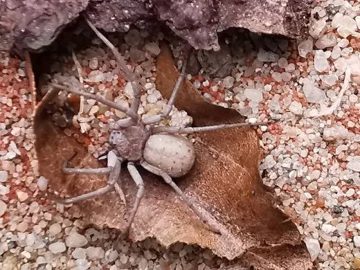 Sicarius thomisoides - 3.- 4.FH