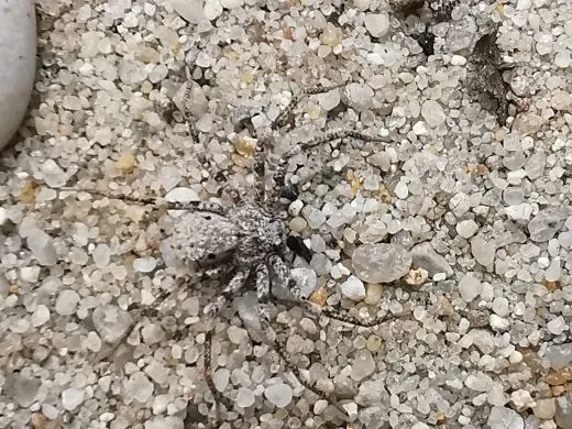 Sicarius gracilis 3.- 4. FH