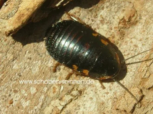 Elliptorhina javanica - 1 KG subadult/adult