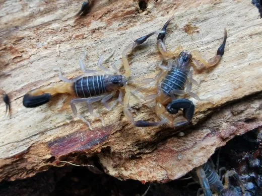 Heteroctenus princeps - Instar 3
