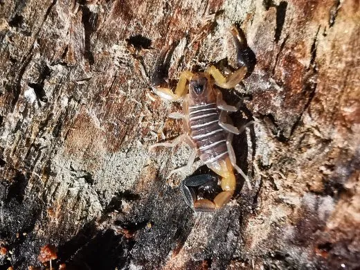 Heteroctenus princeps - Instar 3
