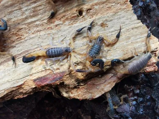 Heteroctenus princeps - Instar 3