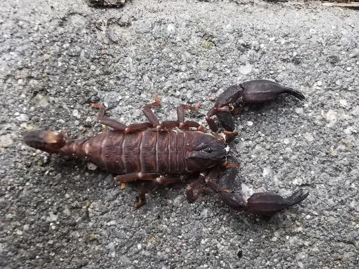 Chaerlius celebensis - Instar 2,