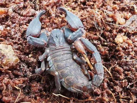 Chaerlius celebensis - Instar 2,