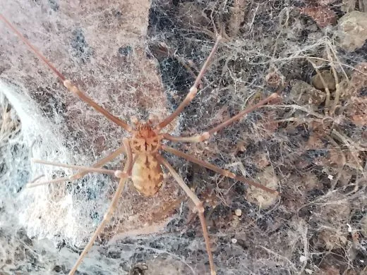 Loxosceles simillima 1.0