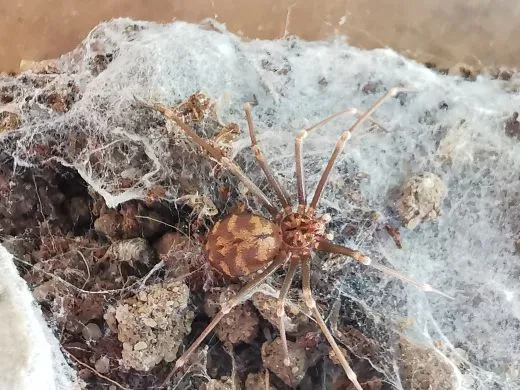 Loxosceles simillima 0.1 subadult/adult