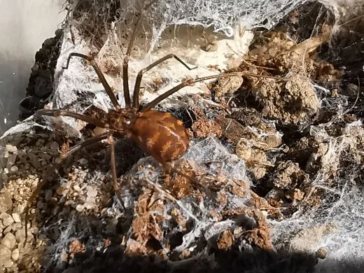 Loxosceles simillima 0.1 subadult/adult