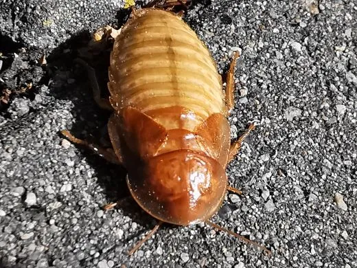 Blaptica dubia "IVORY"