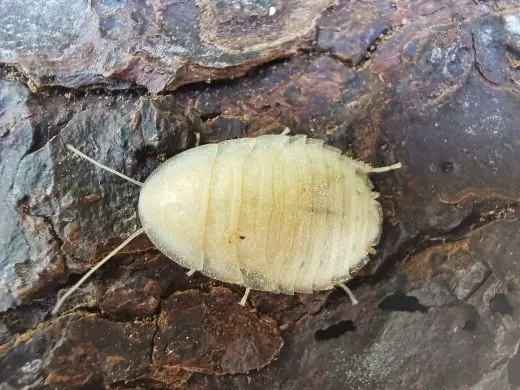 Blaptica dubia "IVORY"