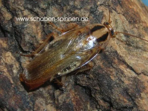 Blattella lituricollis - ca. 30 Stück all size