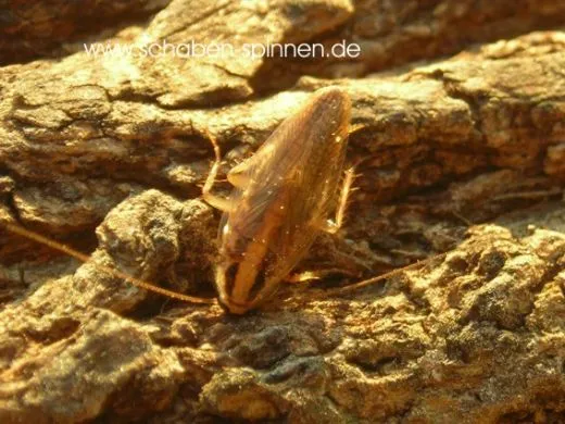 Blattella lituricollis - ca. 30 Stück all size