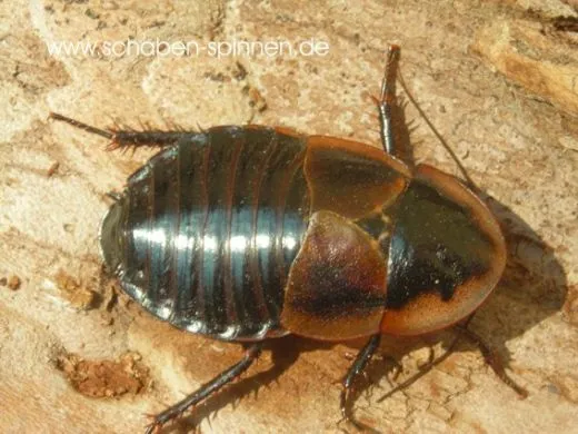 Byrsotria fumigata - 10 Stück mixed