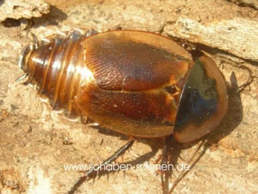 Byrsotria fumigata - 10 Stück mixed