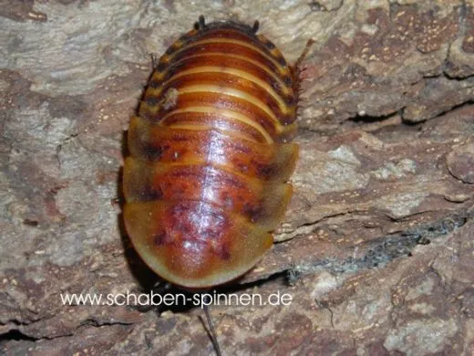 Byrsotria fumigata - 10 Stück mixed