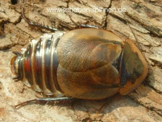 Byrsotria cabrerai - 10 Stück mixed