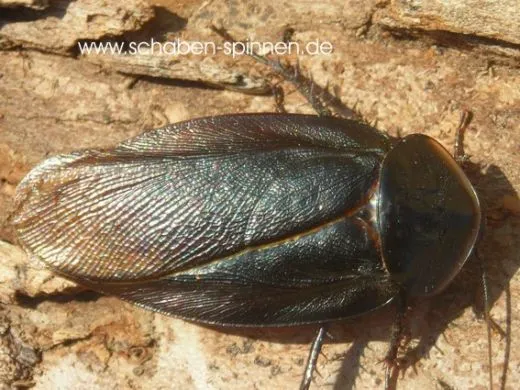 Byrsotria spec. " dark " - 10 Stück mixed