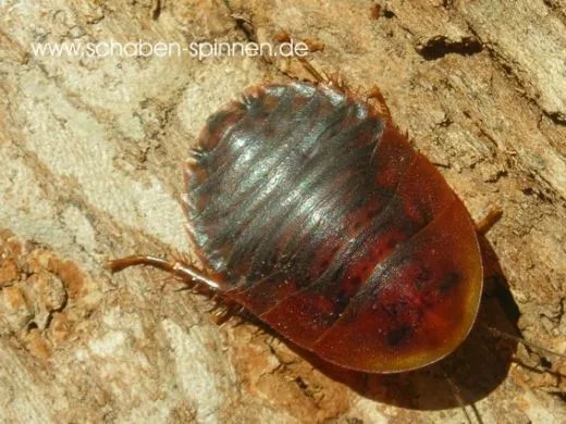 Byrsotria spec. " dark " - 10 Stück mixed