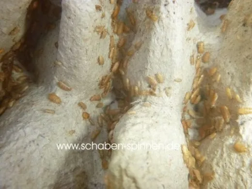 Compsodes schwarzi - 25 Stück all size