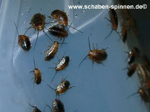 Deropeltis spec. "Masai Mara " - 10 Stück mixed