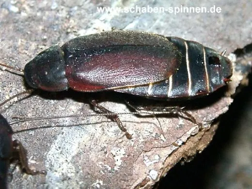 Diploptera punctata - 20 Stück all size