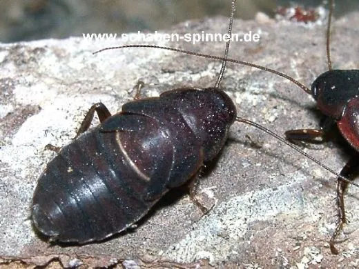 Diploptera punctata - 20 Stück all size