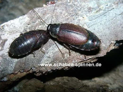 Diploptera punctata - 20 Stück all size