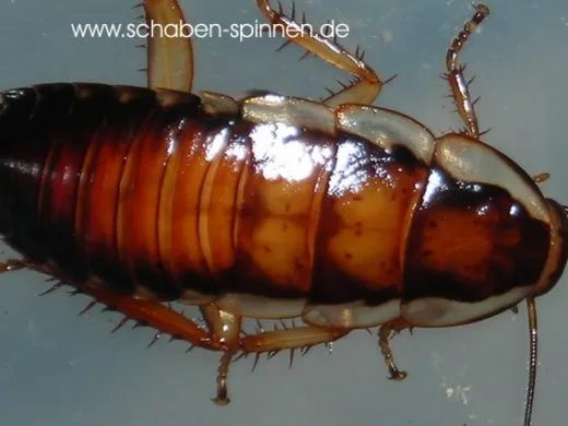 Drymaplaneta semivitatta - 10 Stück mixed