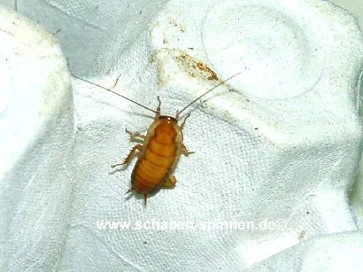 Drymaplaneta semivitatta - 10 Stück mixed