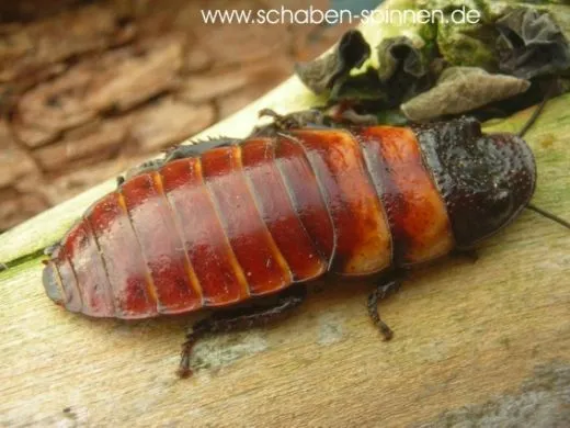 Elliptorhina davidi - 10 Stück mixed,