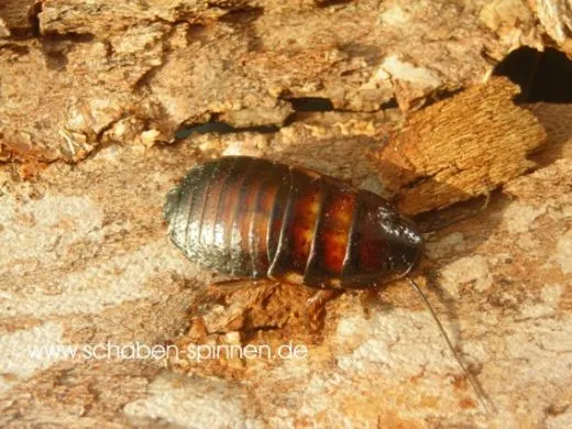 Elliptorhina davidi - 10 Stück mixed,