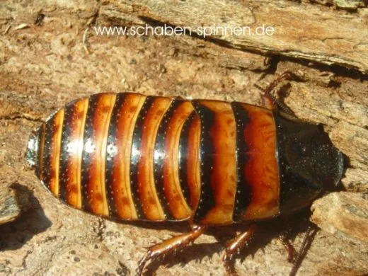 Elliptorhina javanica - 15 Stück mixed