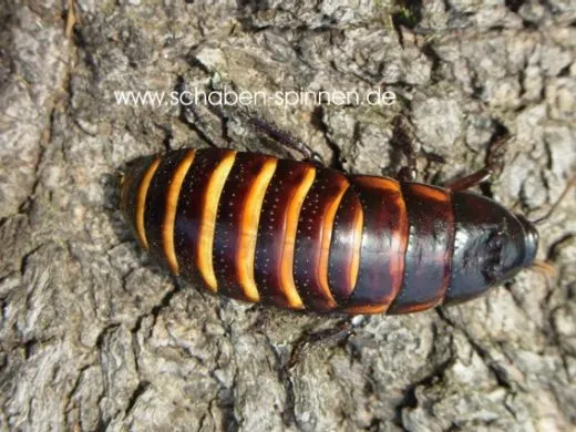 Elliptorhina laevigata - 10 Stück mixed,