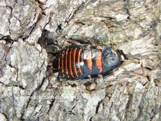 Elliptorhina laevigata - 10 Stück mixed,