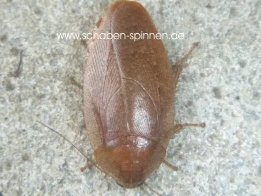 Epilamprinae sp. "Kota Kinabalu", - 10 Stück mixed