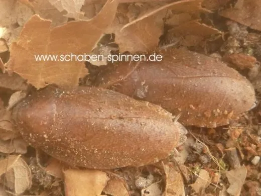 Epilamprinae sp. "Kota Kinabalu", - 10 Stück mixed