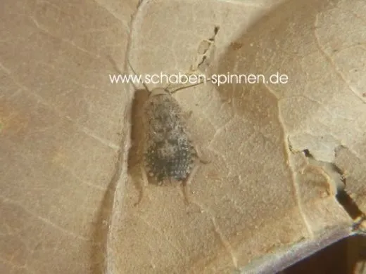 Epilamprinae sp. "Kota Kinabalu", - 10 Stück mixed