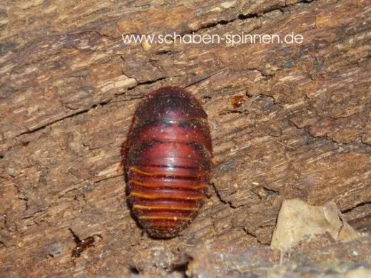 Ergaula pilosa - 10 Stück mixed